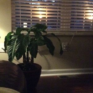 Meet your Posher, Anne