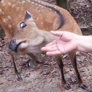 Meet your Posher, Annie