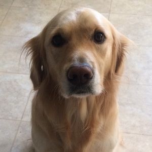 Meet your Posher, Alison