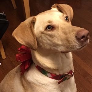 Meet your Posher, Arlene