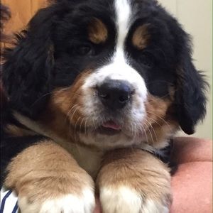 Meet your Posher, Nancy