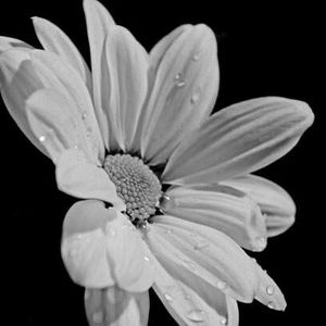 Meet your Posher, Lissett