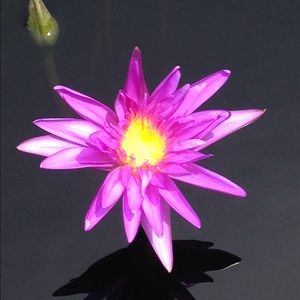 Meet your Posher, Marissa