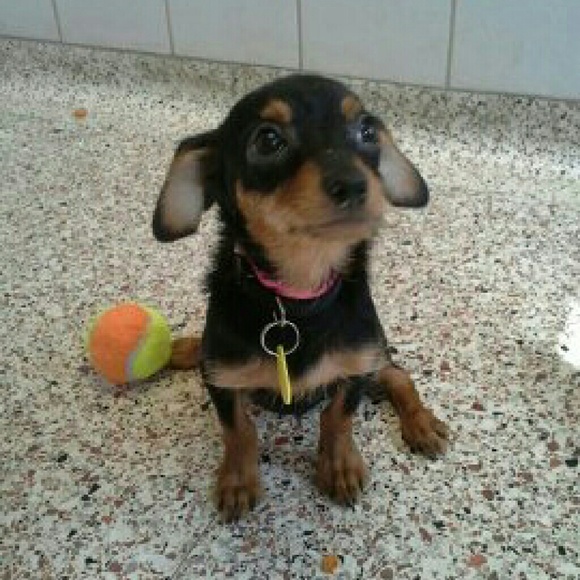 Meet your Posher, Hannah - Picture 3 of 4