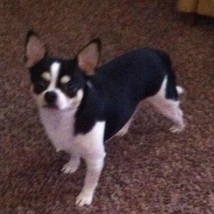 Meet your Posher, Starlette