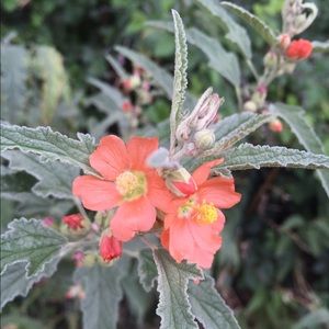 Meet your Posher, Kelley