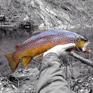 Meet your Posher, Chad