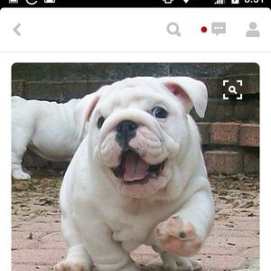 Meet your Posher, Chamade