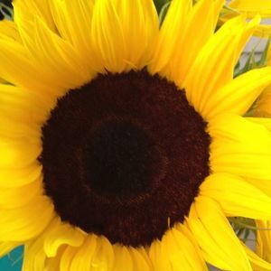 Meet your Posher, Dawn