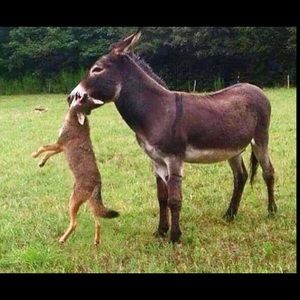 Meet your Posher, Mickey