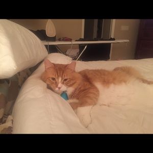 Meet your Posher, Carol