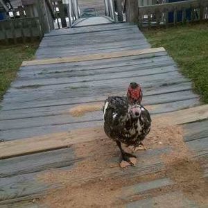 Meet your Posher, Carolyn marie