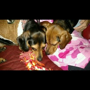 Meet your Posher, Penny