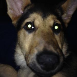 Meet your Posher, Frankie