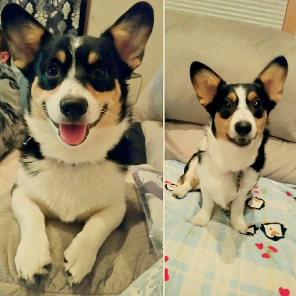 Meet your posher! - Picture 2 of 3