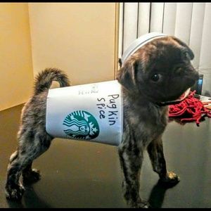 Meet your Posher, Laurel