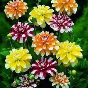 Meet your Posher, Lola