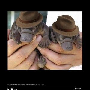 Meet your Posher, Brandy