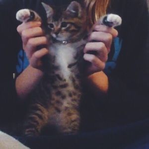 Meet your Posher, Amica