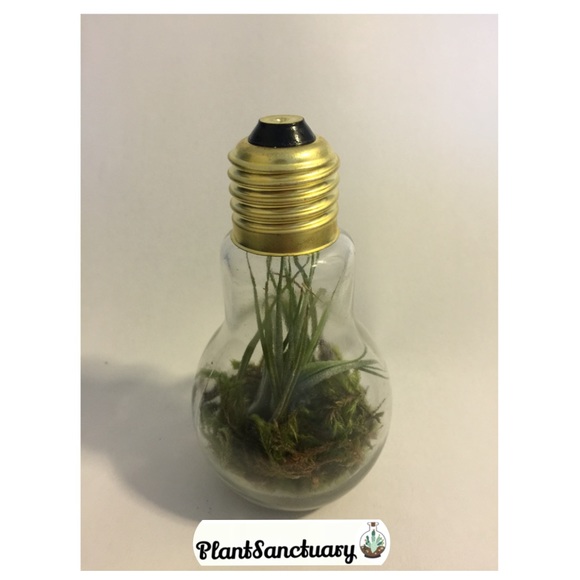 Light bulb air plant terrarium