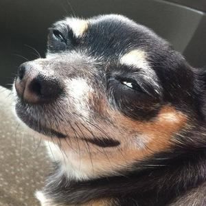 Meet your Posher, Apple