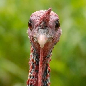 Meet your Posher, Melody