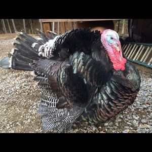 Meet your Posher, Holly