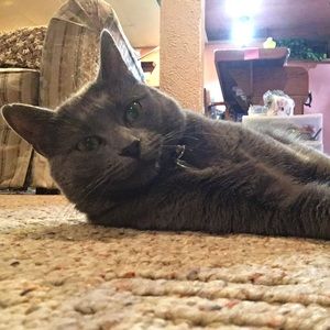 Meet your Posher, Eugene