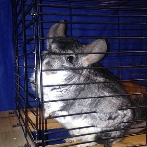 Meet your Posher, Joy