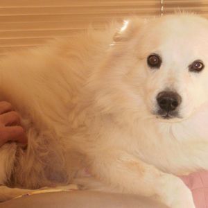 Meet your Posher, Johnsie