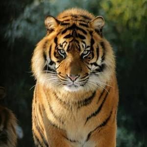 Meet your Posher, Yolanda