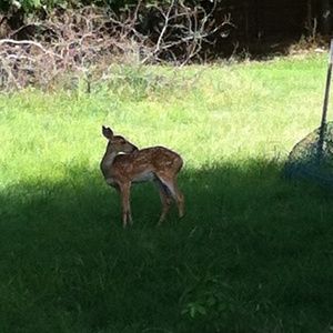 Meet your Posher, Dana