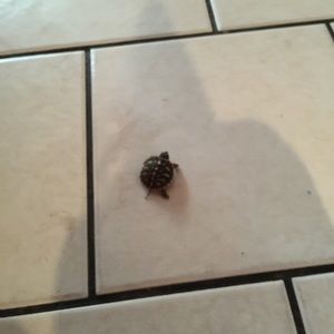 Meet your Posher, Dawn