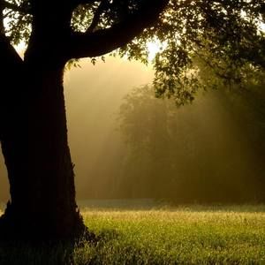 Meet your Posher, Jingo