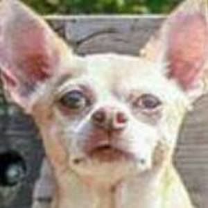 Meet your Posher, Boom