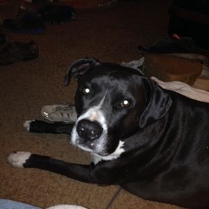 Meet your Posher, Donna