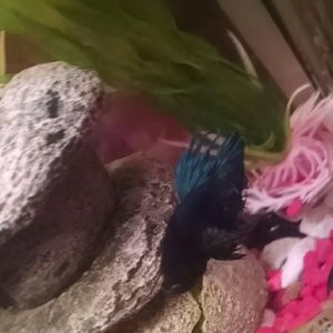 Meet your Posher, Jenny