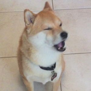 Meet your Posher, Dave