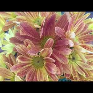 Meet your Posher, Kirsten