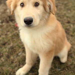 Meet your Posher, Bridget