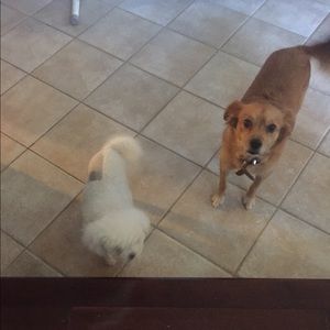 Meet your Posher, Jenny