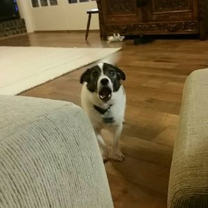 Meet your Posher, Betsy