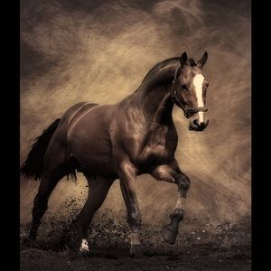 Meet your Posher, Audrey