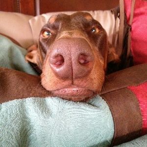 Meet your Posher, Bryan