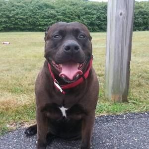 Meet your Posher, Rocky