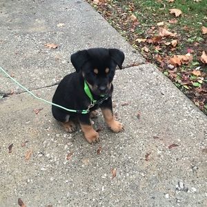 Meet your Posher, Cody