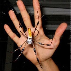 Meet your Posher, Dadada