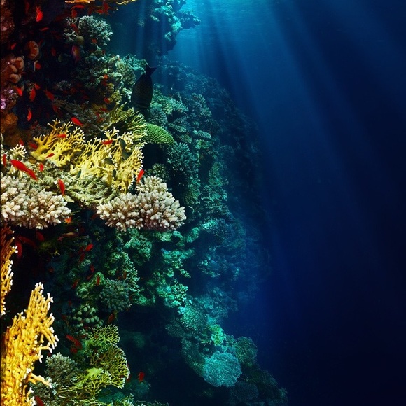 Meet your Posher, Danielle - Picture 1 of 1