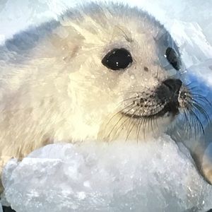 Meet your Posher, Nia