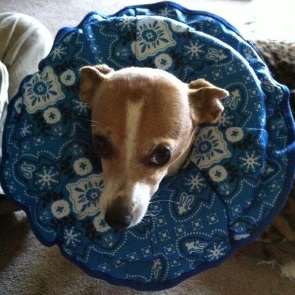 Meet your Posher, Susan